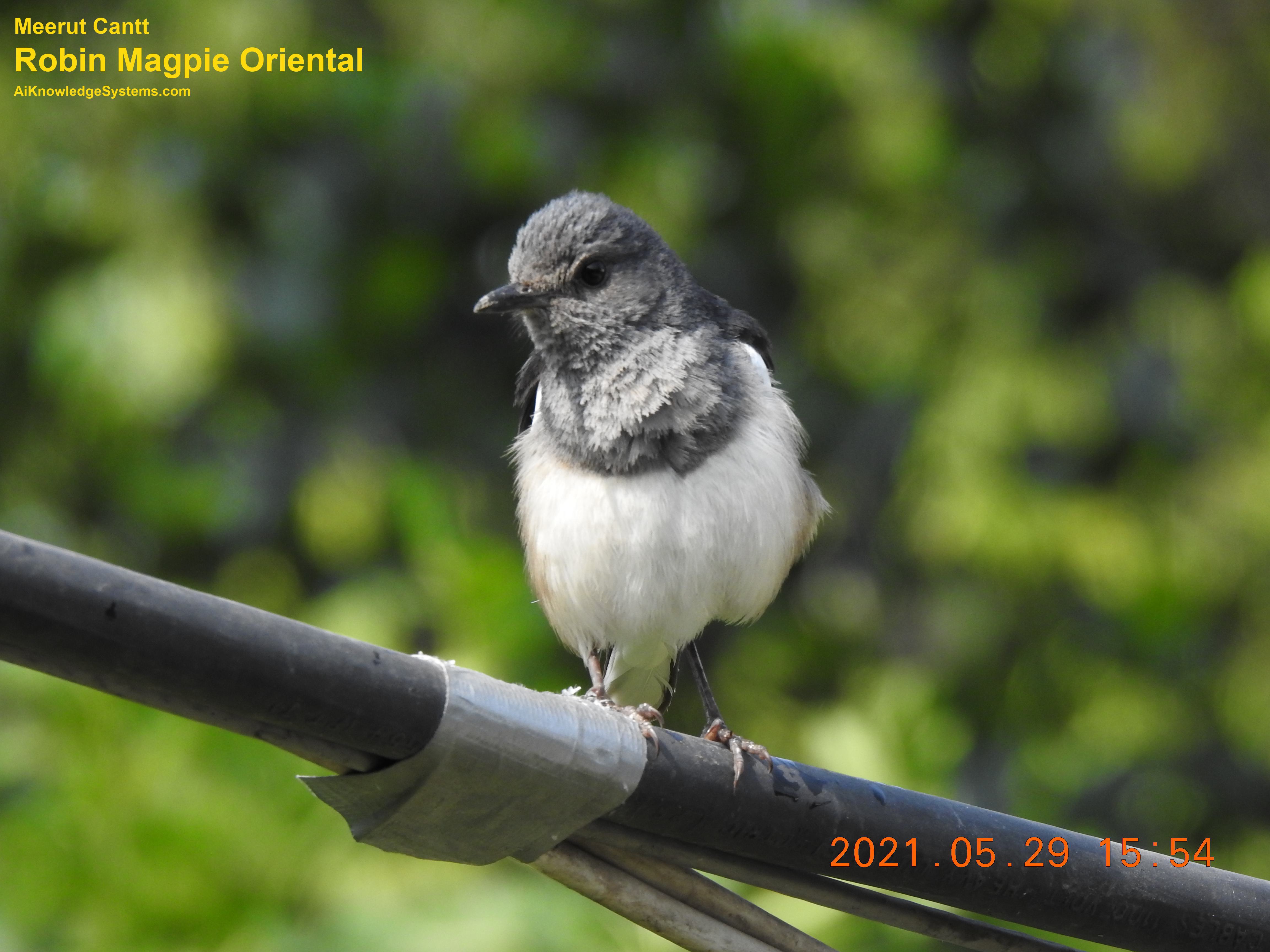 Magpie Robin (52) Coming Soon